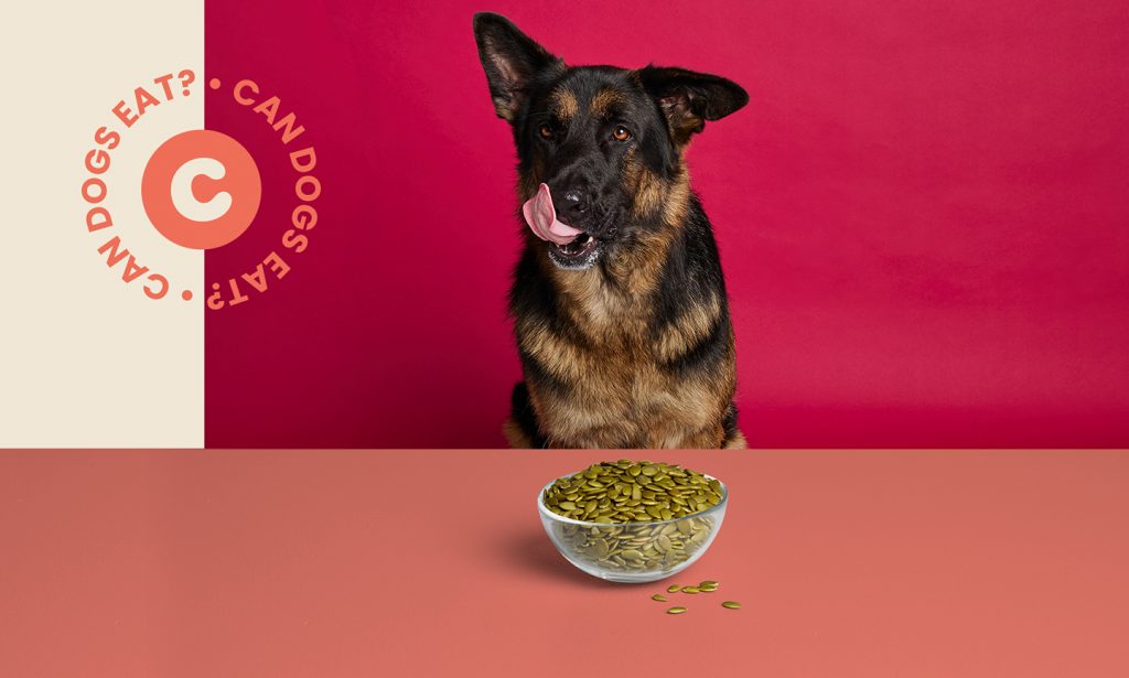 Can Dogs Eat Pumpkin Seeds Everything You Need To Know BeChewy