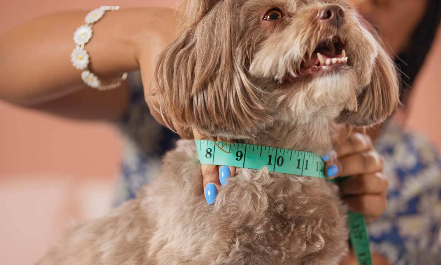 How do I measure my dog? – Clothes By Portia