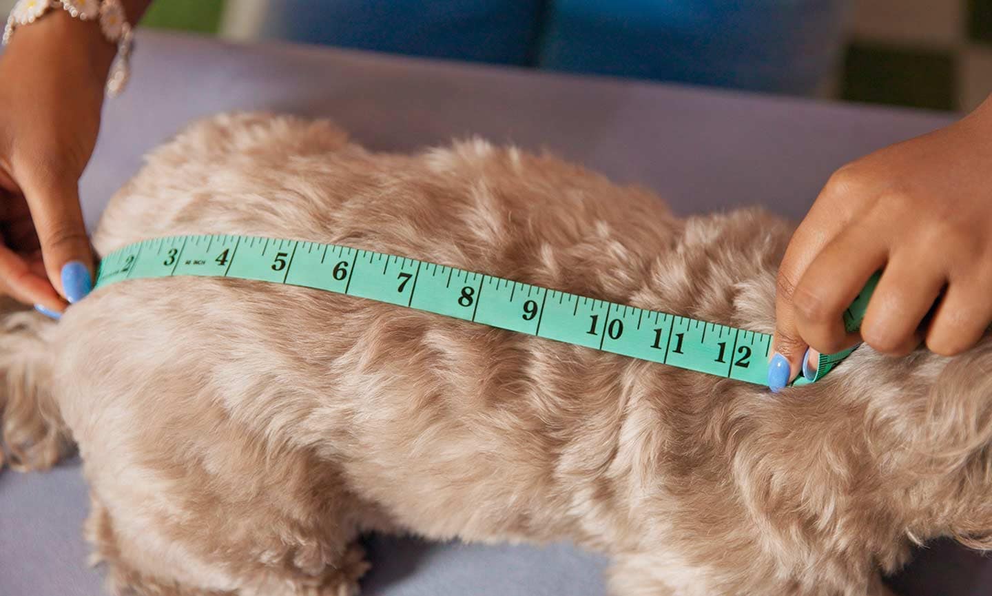 Tips On How To Measure Your Dog & Cat