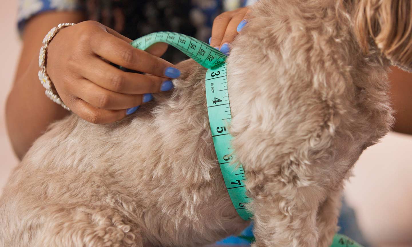 how to measure a dog