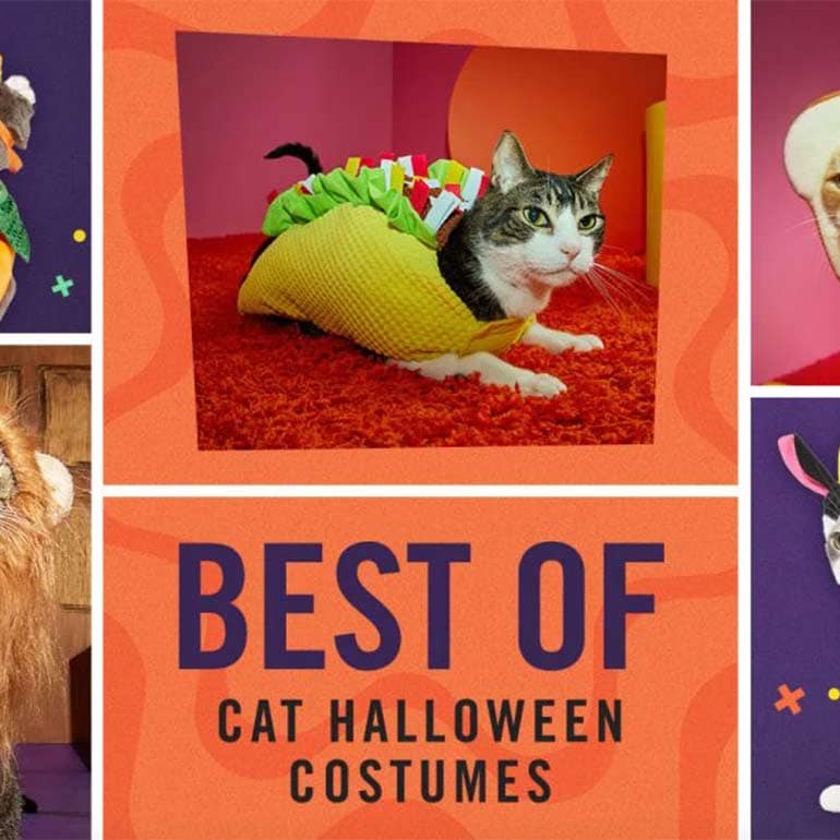 The BEST Ways to Celebrate Halloween With Your Pooch! - Pet and Home Care