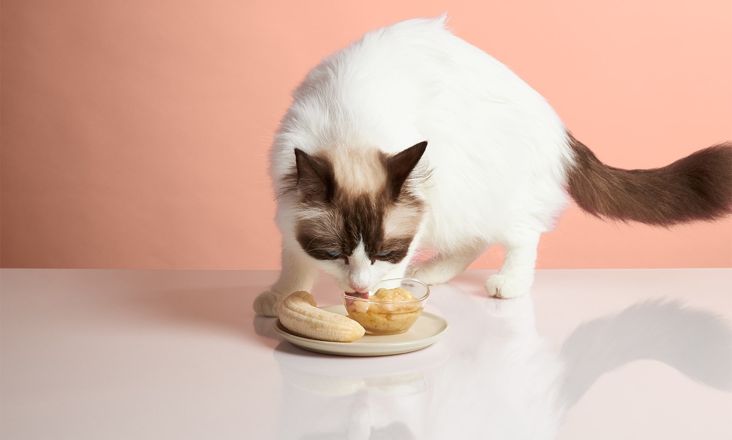 Can Cats Eat Bananas? Everything You Need to Know