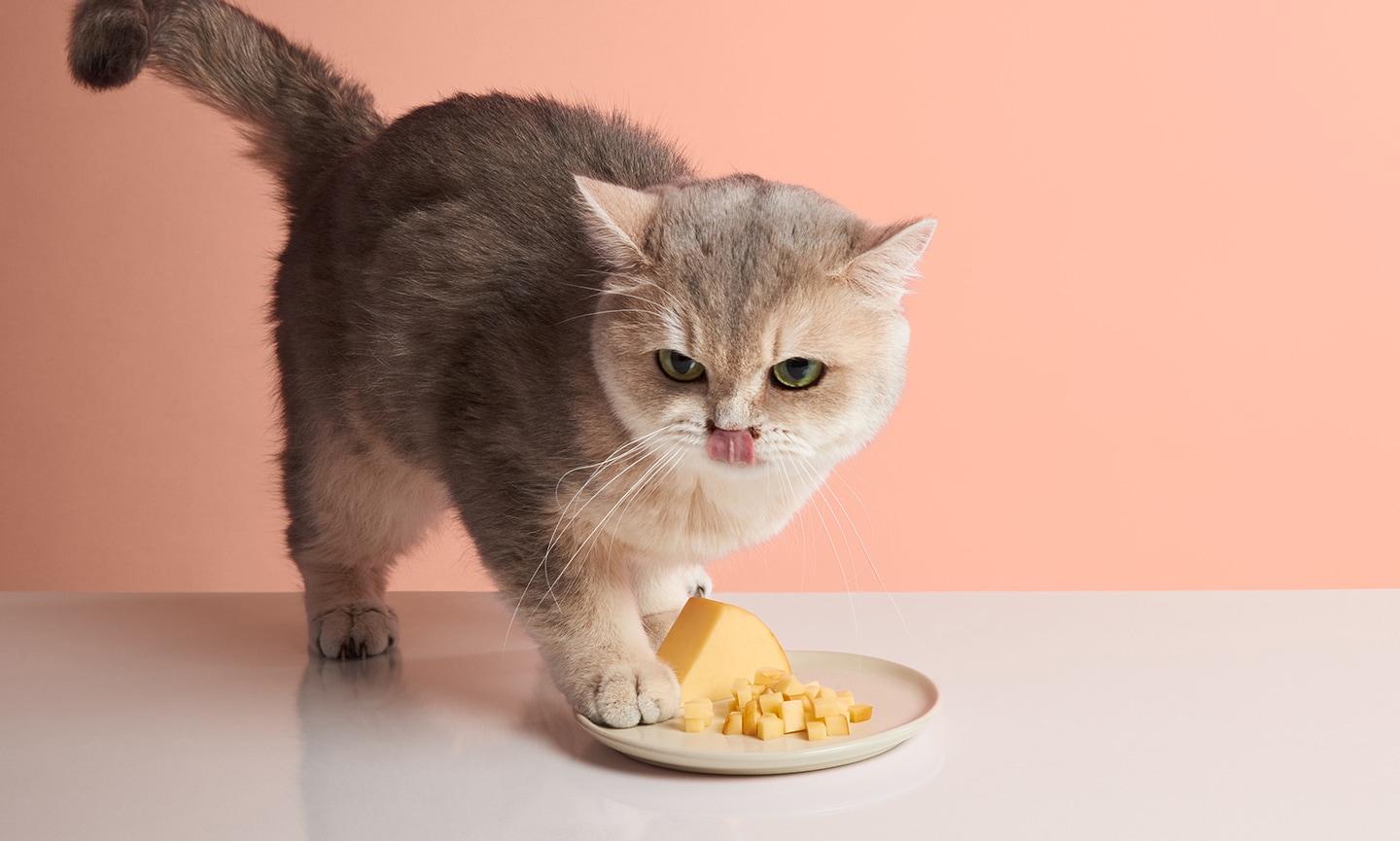 What Can Kittens Eat Besides Cat Food Hot Sale 