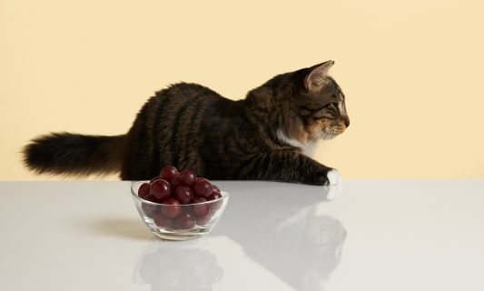 can cats eat grapes