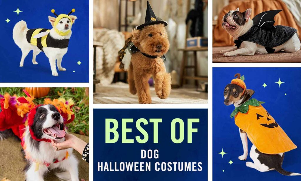 Buying Guide: The Best Dog Halloween Costumes for 2021