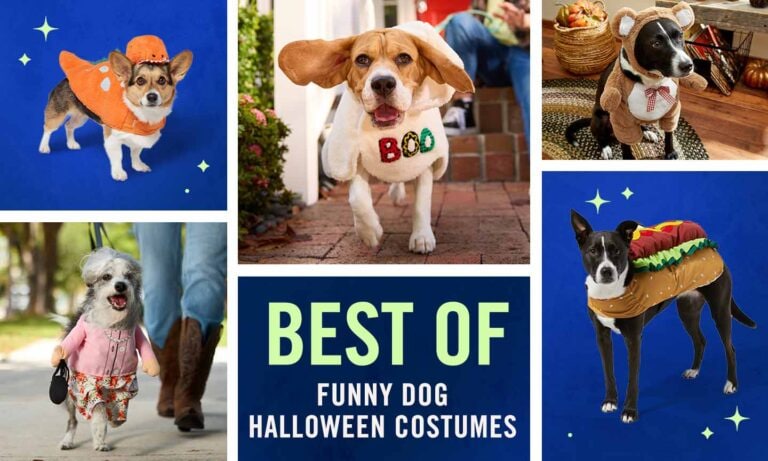 30 Funny Dog Costumes Guaranteed to Make You LOL | BeChewy