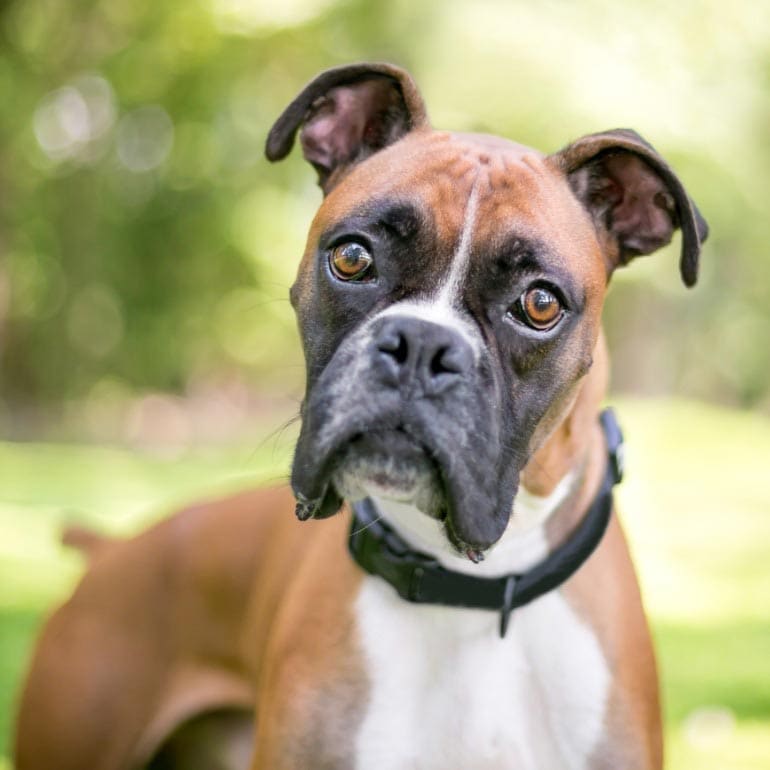 https://media-be.chewy.com/wp-content/uploads/2022/08/18145138/dog-breeds-that-dont-shed-boxer.jpg