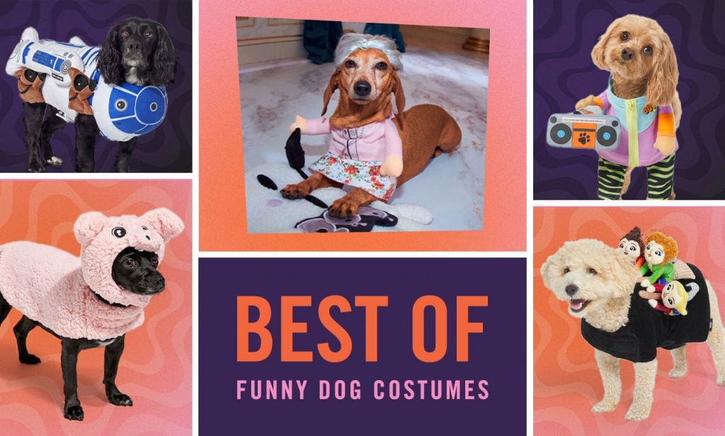 best funny dog costumes