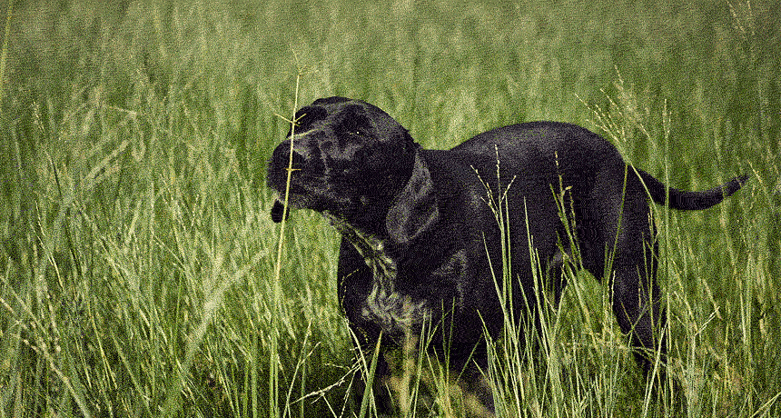 Pets butcept Flipboard