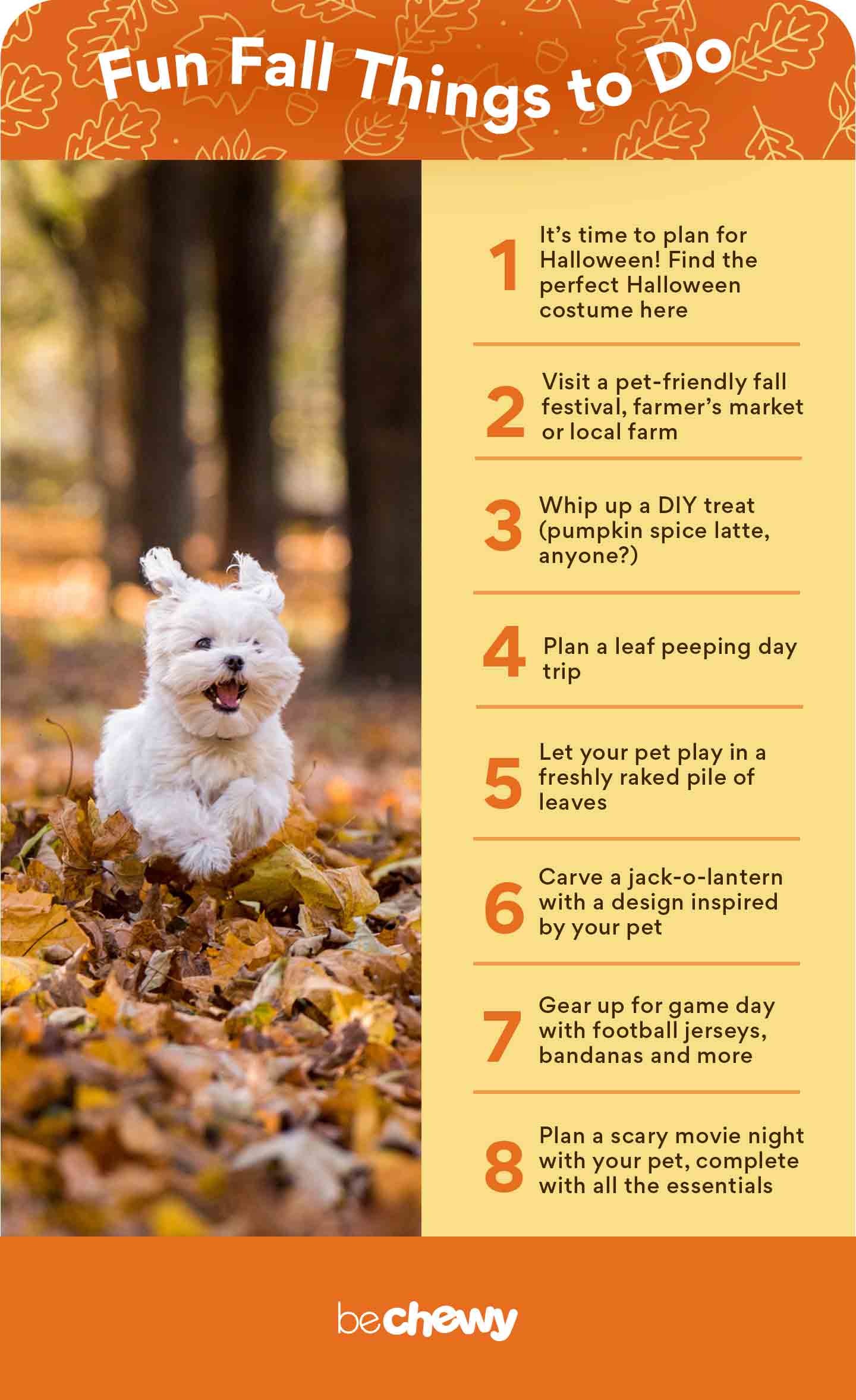 Fun Things to Do With Your Dog