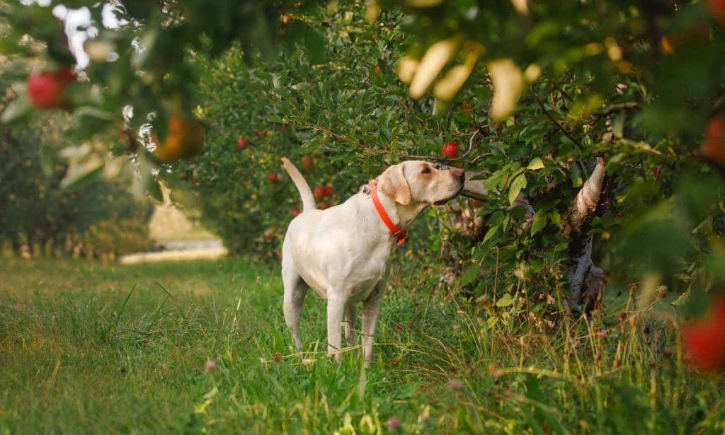 dog friendly apple picking