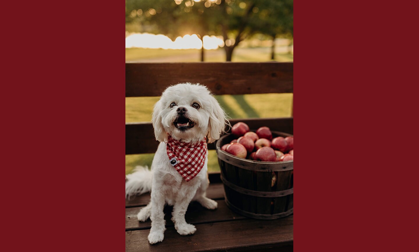 New Fall Tradition Alert: Apple Picking at These Dog-Friendly Orchards