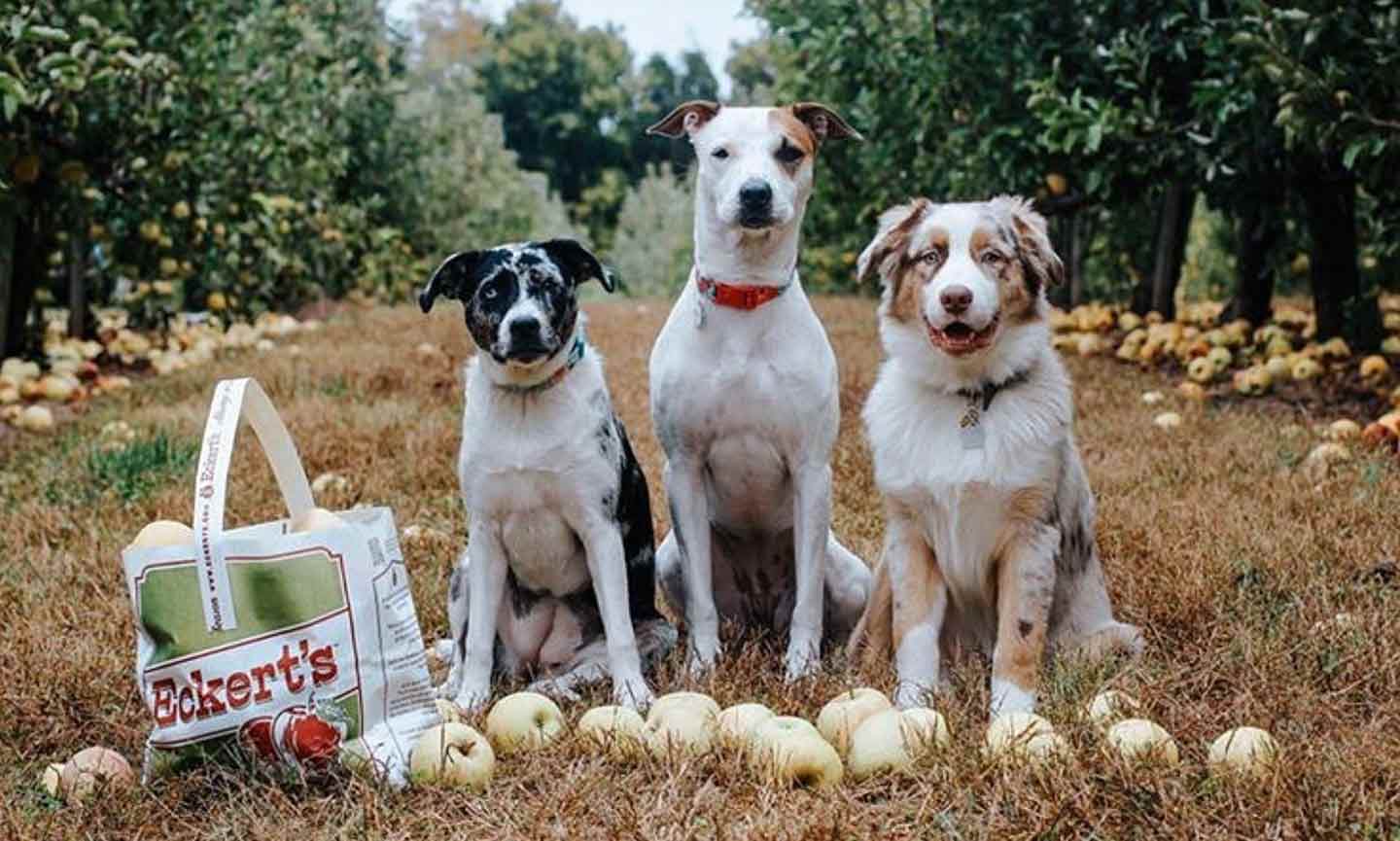 are dogs allowed at justus orchard