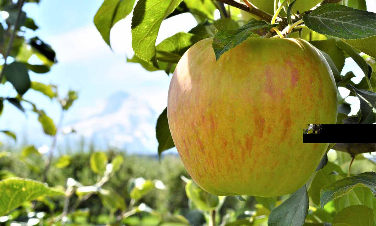 10 Best Dog-Friendly Apple Picking Orchards | BeChewy