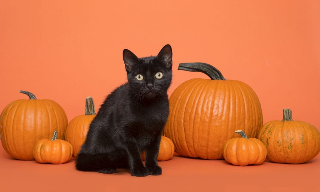 black cat surrounded by pumpkins