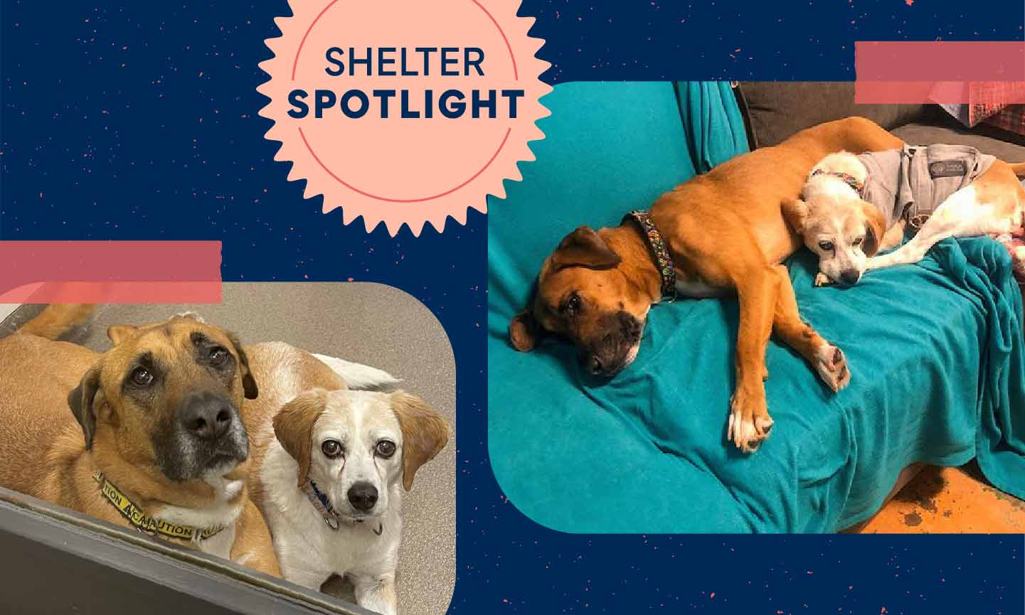 How Old Friends Senior Dog Sanctuary Saved This Dog Duo BeChewy