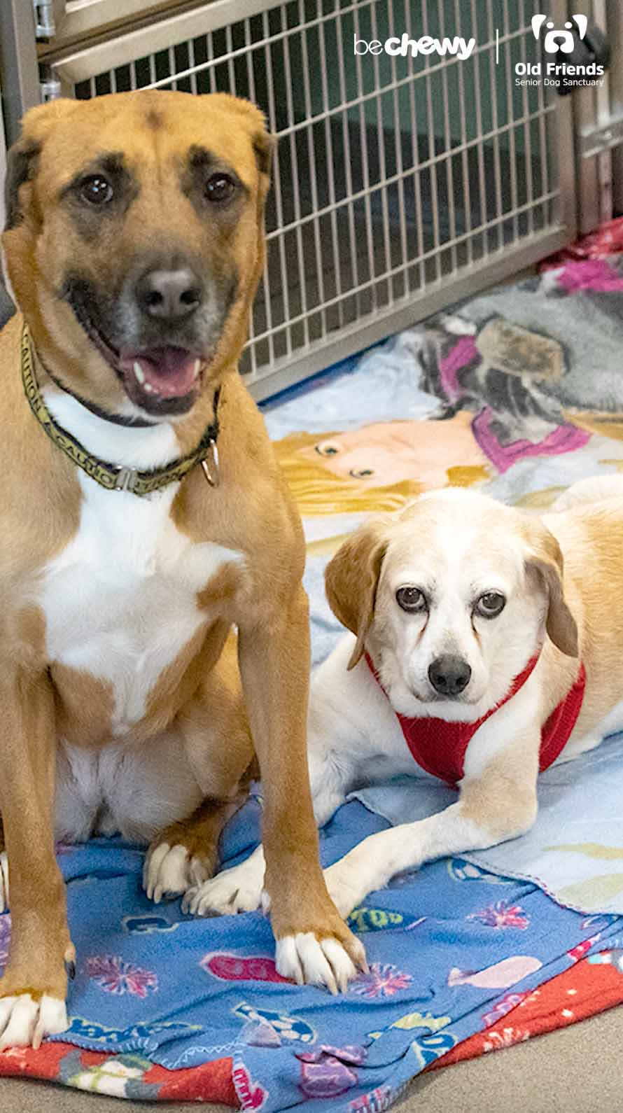 Old dogs deals senior sanctuary