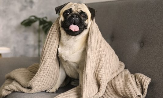 dog with beige blanket
