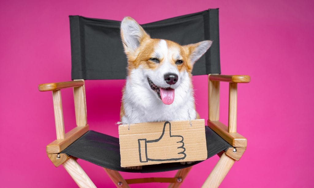 dog in director's chair