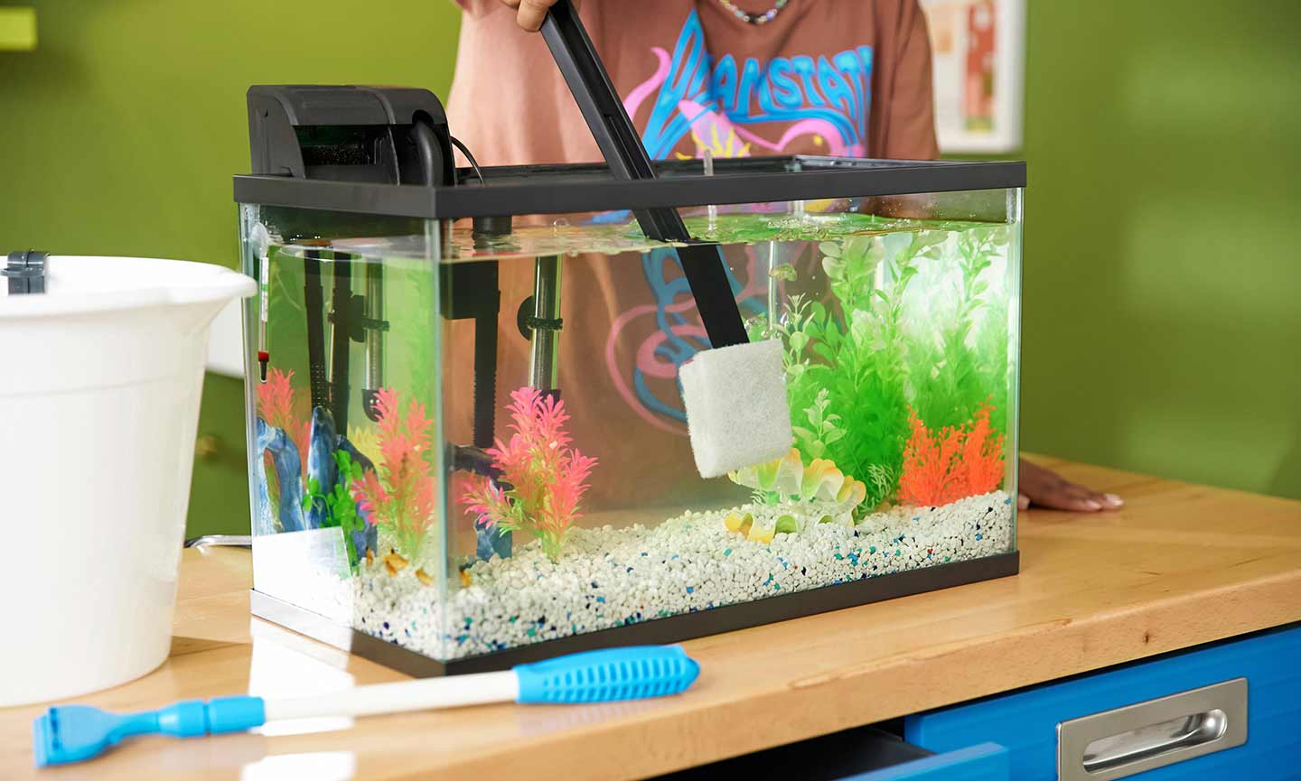 How To Clean A Fish Tank Freshwater Tank Instructions BeChewy