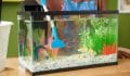 The Essential Guide to Cleaning Your Freshwater Fish Tank