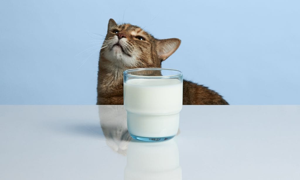 Can Cats Drink Milk? Everything You Need to Know | BeChewy