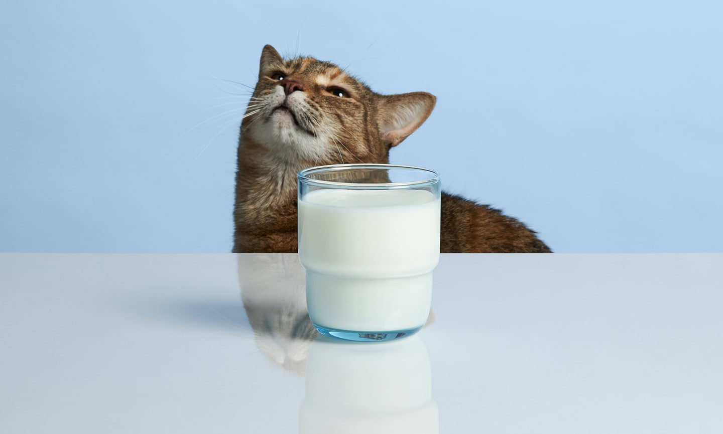 Why is milk 2025 bad for cats