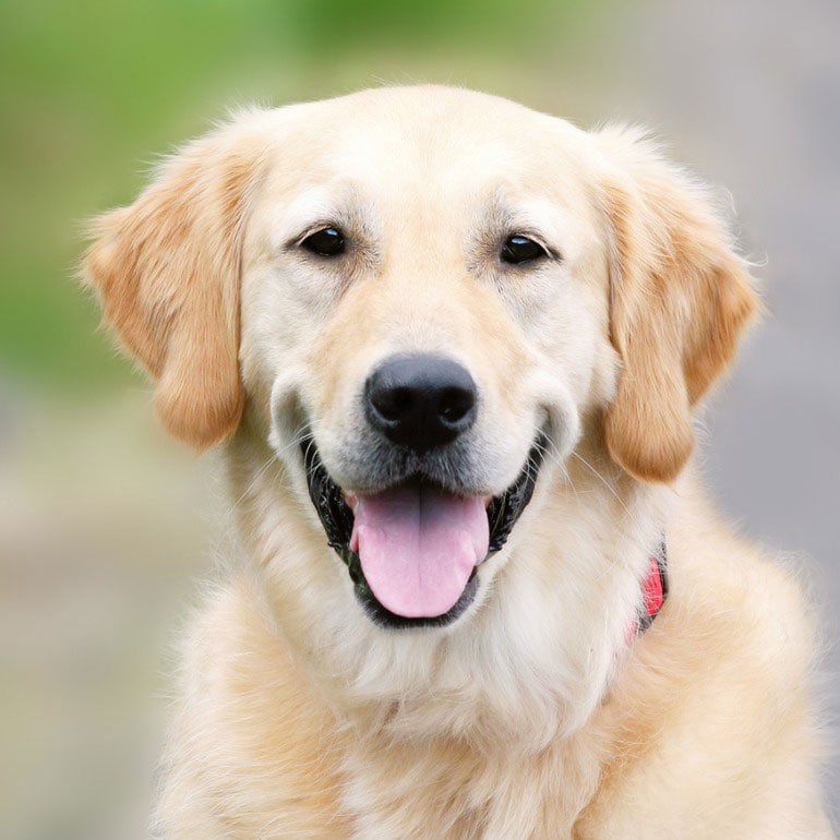 golden retriever cute dog breed
