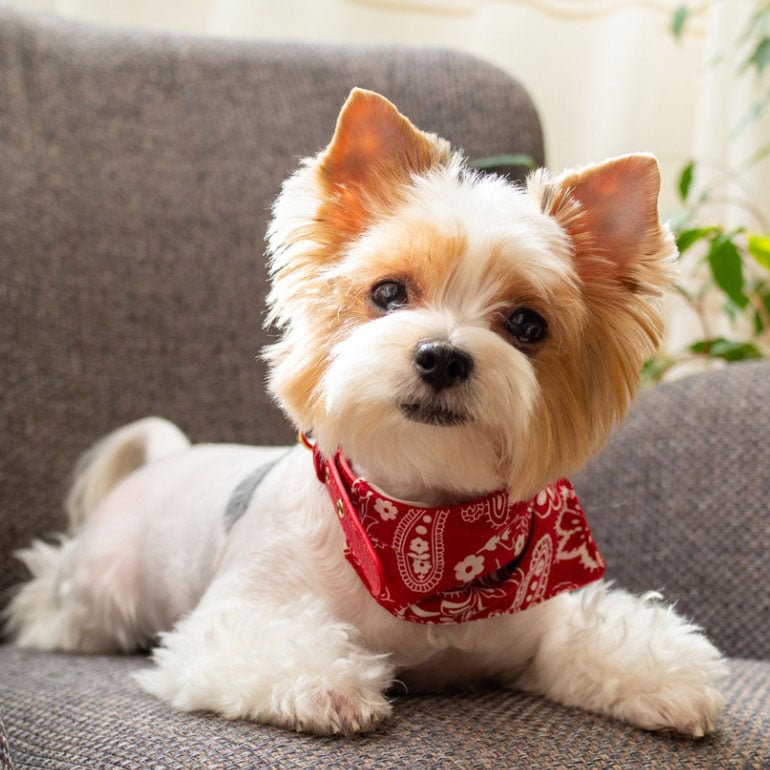 yorkshire terrier cute dog breed