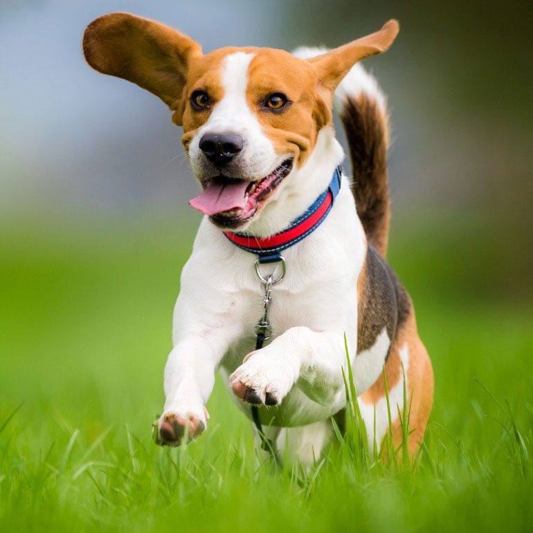 beagle cute dog breed