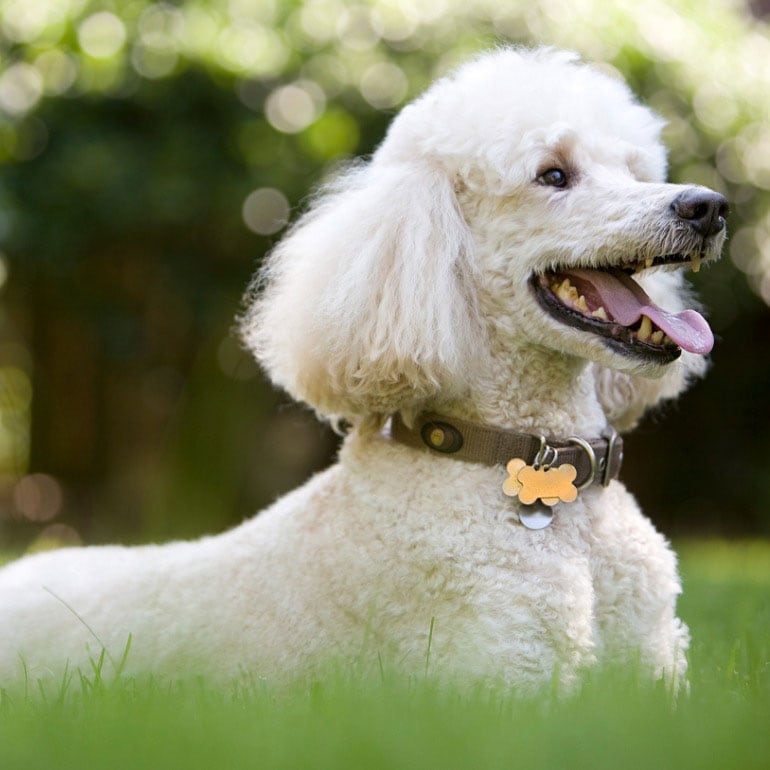 poodle cute dog breed