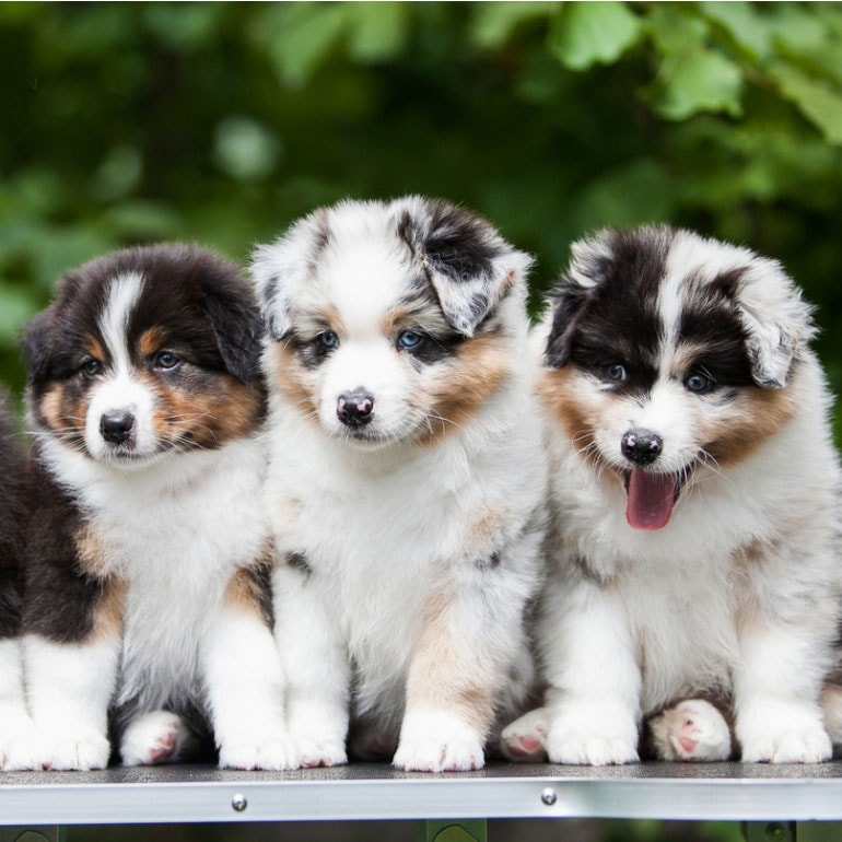 australian shepherd puppies cute dogs