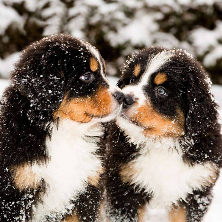 bernese mountain dog puppies in snow