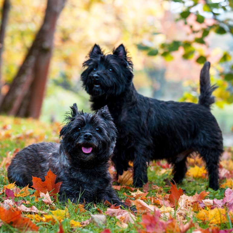 cairn terriers outside in fall
