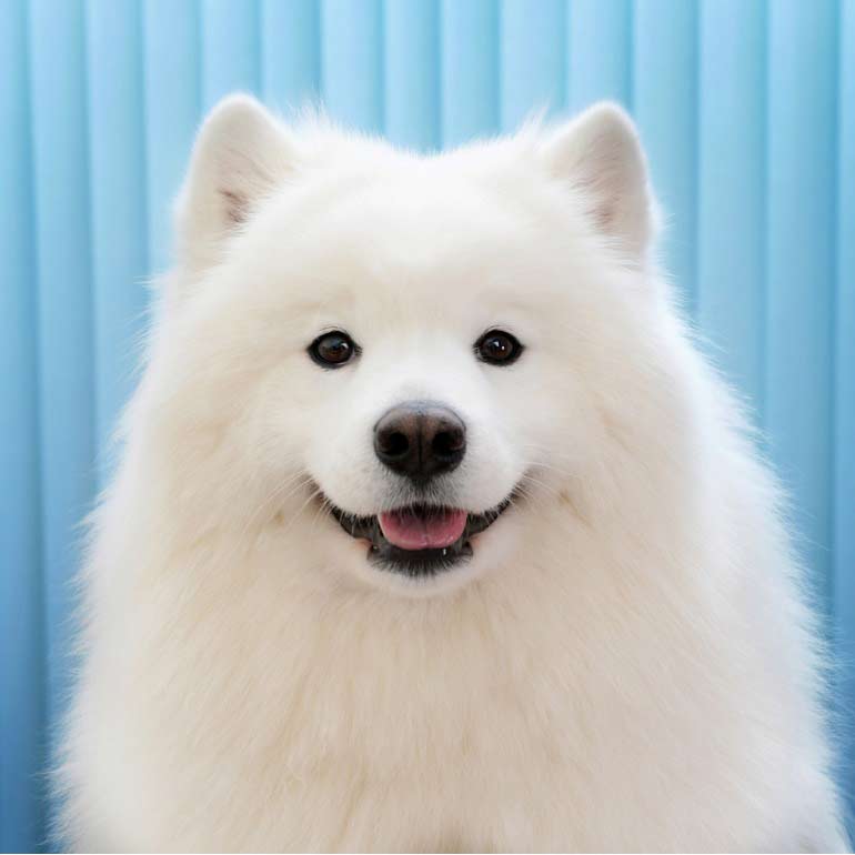 samoyed cute dog breed