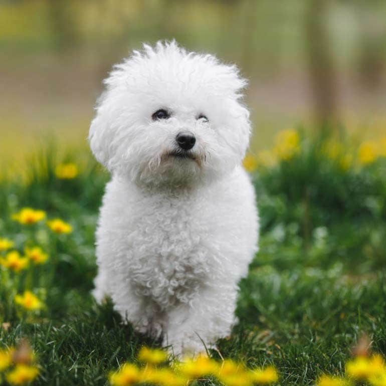 bichon frise cute dog breed