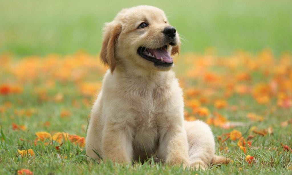 cute dog golden retriever puppy