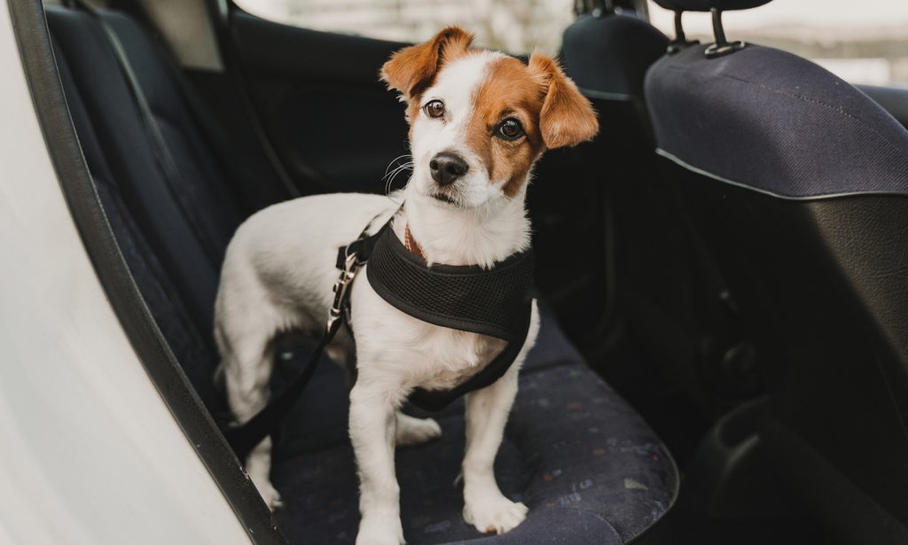 hurricane pet preparedness dog harness