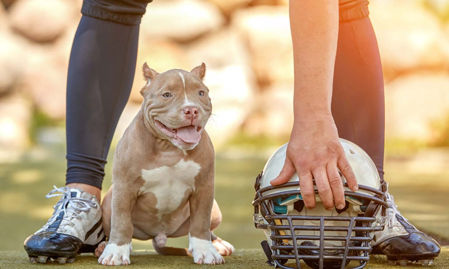 Cutest Dog Football Fans! Ideas For How You And Your Dog Can Celebrate This  Football Season - Sitter For Your Critter