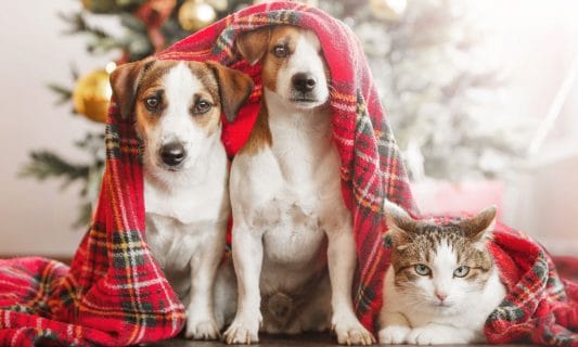 petiquette for dogs and cats during the holidays