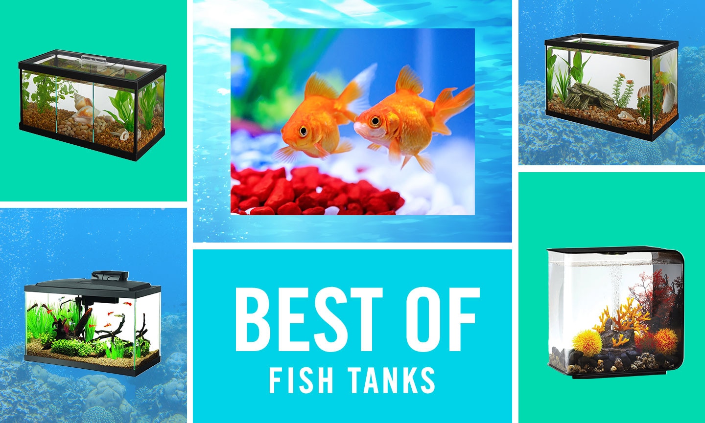 5 Best 20 Gallon Fish Tank Kits for Beginners (Updated 2024)