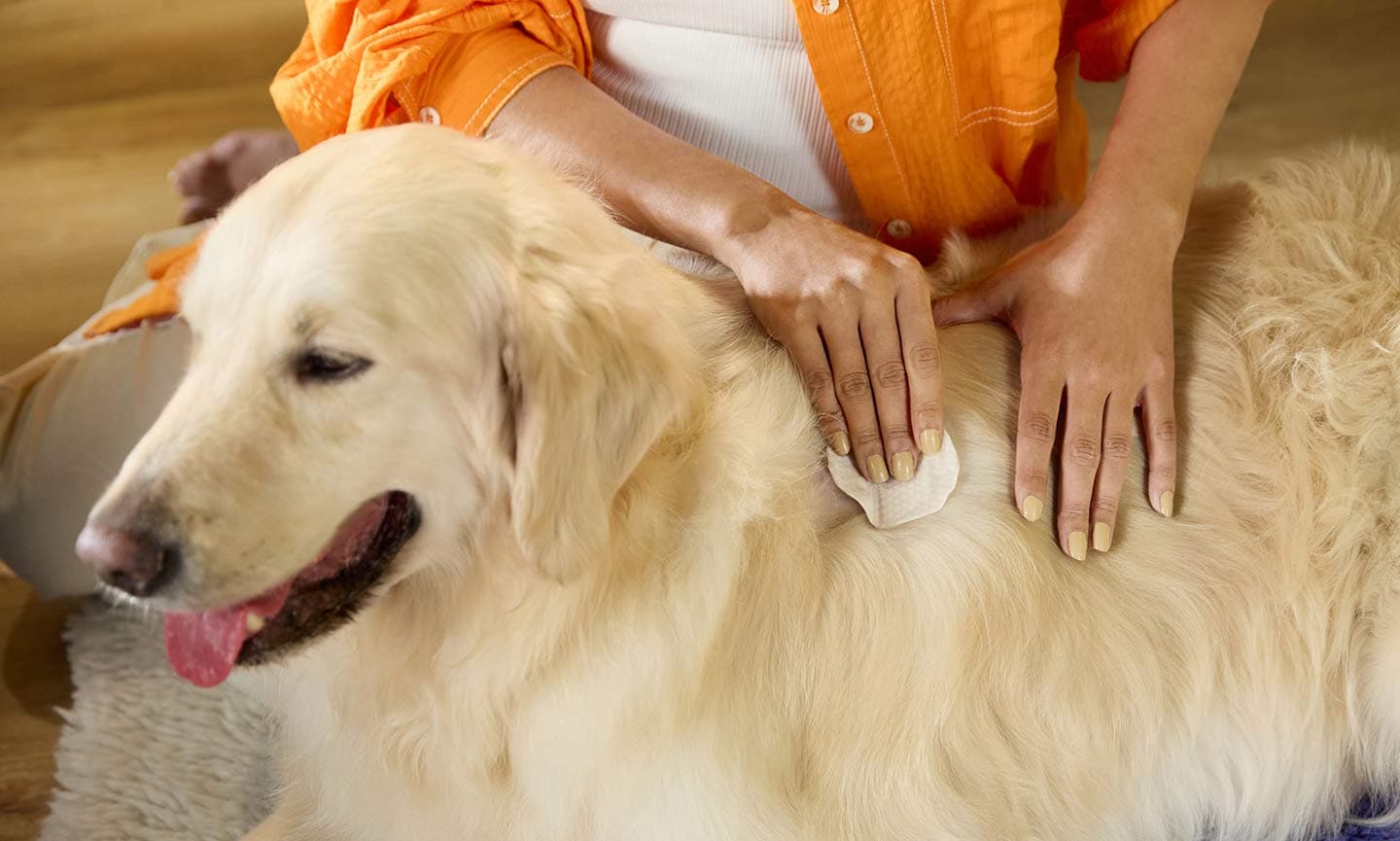 Cleaning hot spots on hot sale dogs