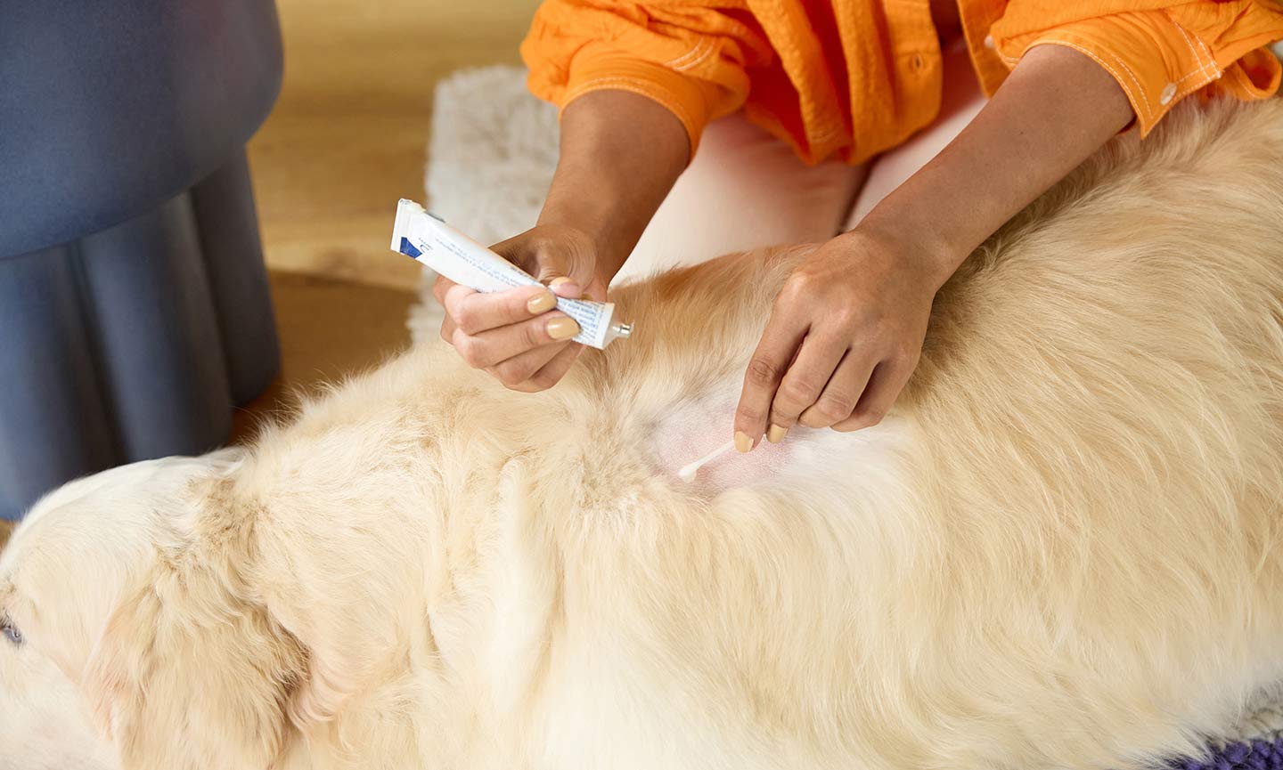 Hot Spots on Dogs What Causes Them and How to Treat Them BeChewy