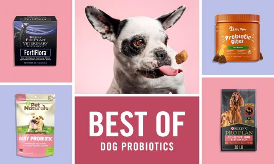 best dog probiotics