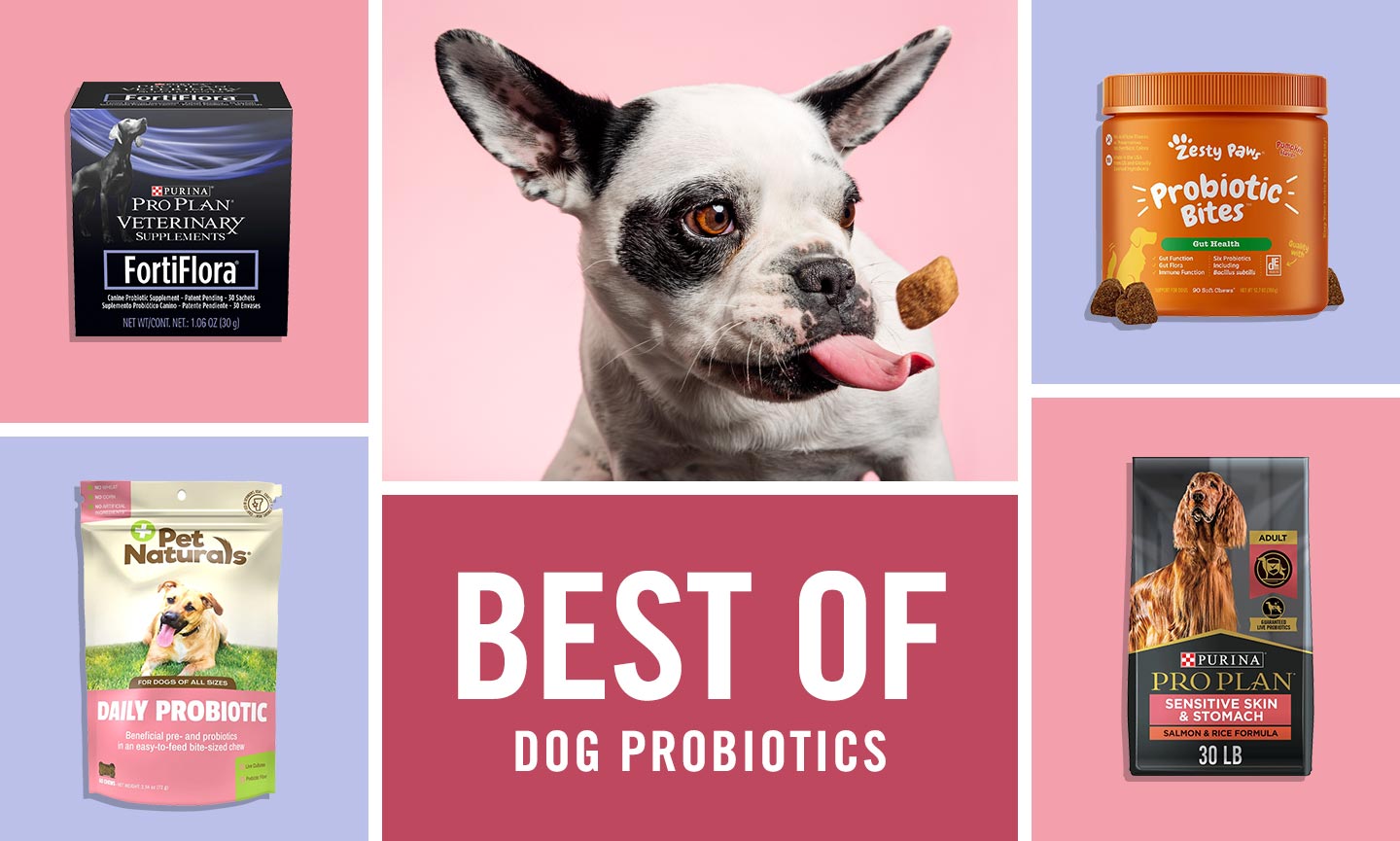 The Best Probiotics For Dogs As Rated By Chewy Pup Parents Like You 