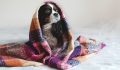 Scorpio Pets <em>Love</em> a Cozy Sanctuary—Here’s How to Create One
