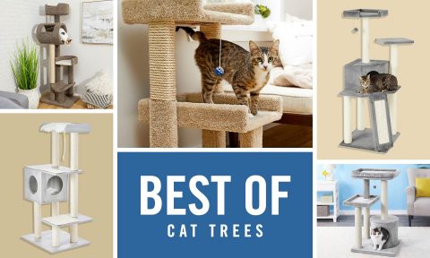 cat tree under $50
