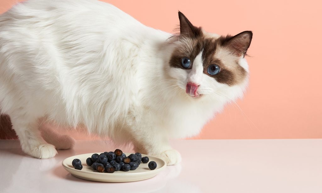 cat with plate of blueberries