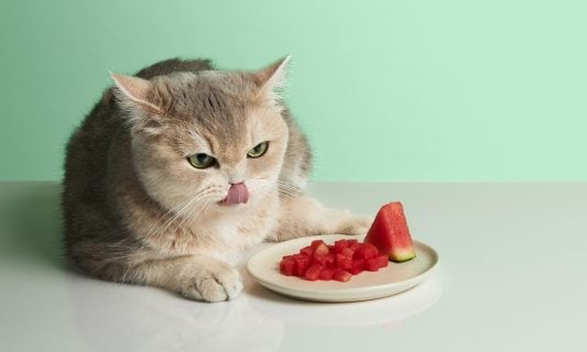 cat with plate of watermelon
