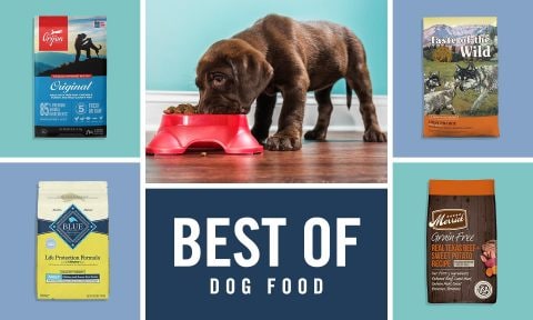 The Best Dog Foods of 2024, According to Chewy Dog Owners | BeChewy